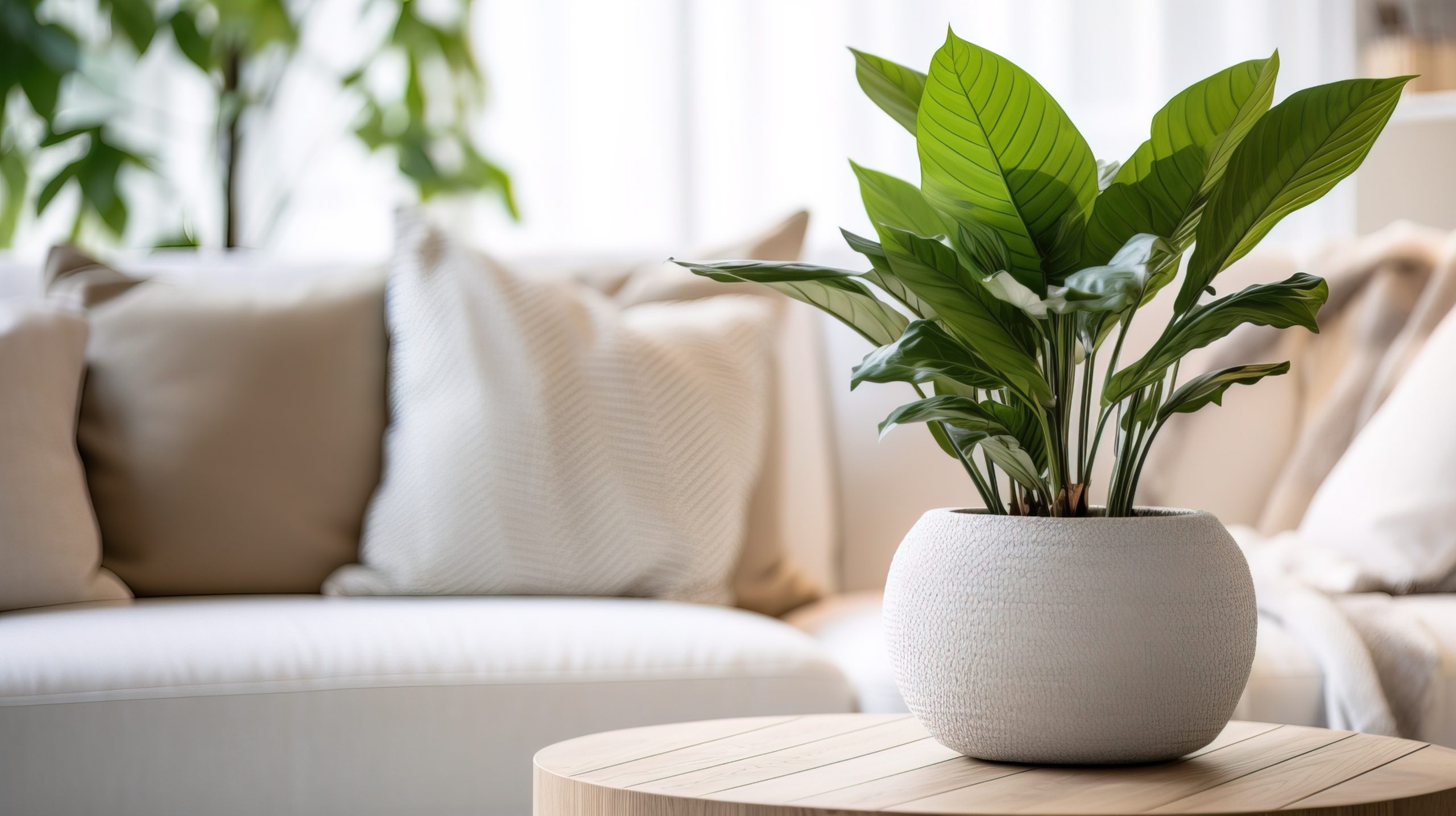 A potted plant on a small coffee table, in front of a white couch covered in throw pillows